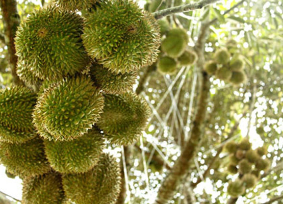 attraction-Shopping in Kratie Durians.jpg